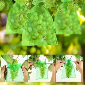 Non-woven fruit protection bags on grapes